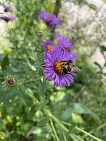 4231 Nokomis Avenue S, Minneapolis, MN 55406