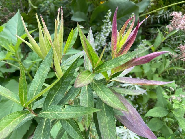 4231 Nokomis Avenue S, Minneapolis, MN 55406