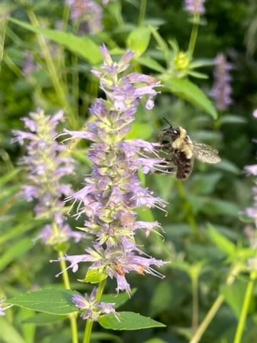 4231 Nokomis Avenue S, Minneapolis, MN 55406