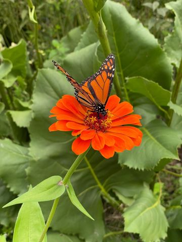 4231 Nokomis Avenue S, Minneapolis, MN 55406