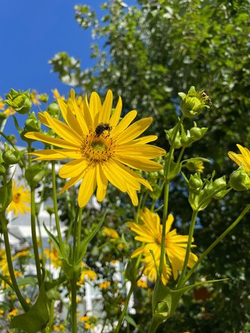 4231 Nokomis Avenue S, Minneapolis, MN 55406