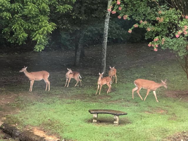 530 Moncrief Ave, Goodlettsville, TN 37072