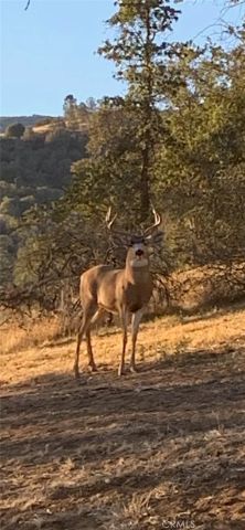 29501 Hart Oaks Drive, Keene, CA 93531