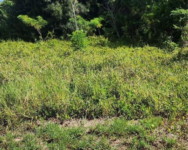 26532 ANGELICA ROAD, Punta Gorda, FL 33955