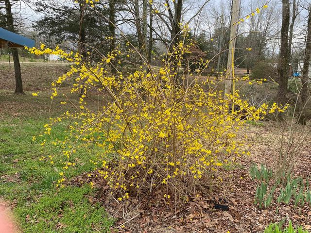 4115 HIGHWAY 128 HWY, Savannah, TN 38372