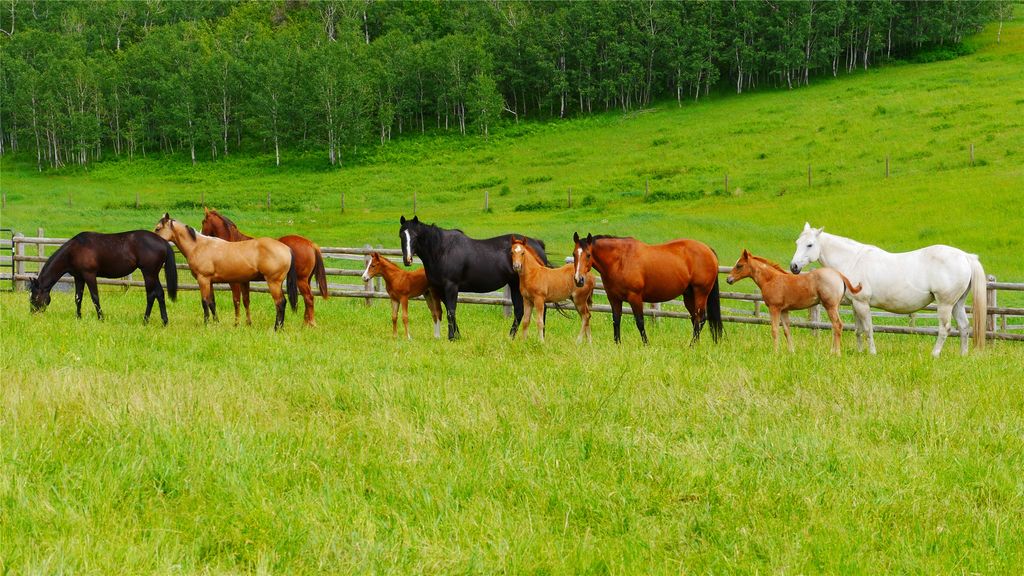 41694 Canal Road, Ronan, MT 59864 photo 31