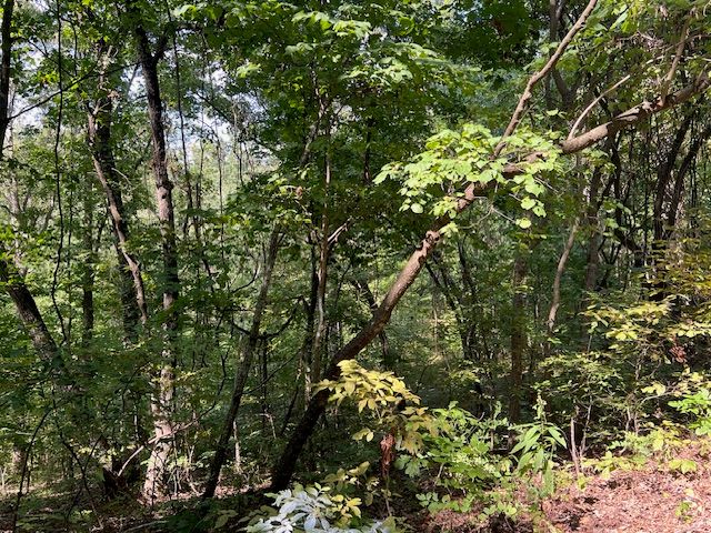 89 Sunrise Avenue, Holiday Island, AR 72631