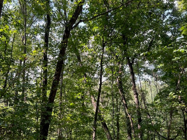 89 Sunrise Avenue, Holiday Island, AR 72631