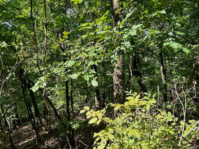 89 Sunrise Avenue, Holiday Island, AR 72631