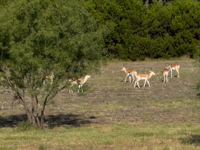 Lot 160 Brumley View CT, Marble Falls, TX 78654