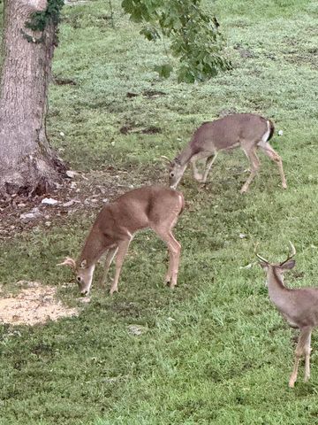 7546 Persimmon Court, Willard, MO 65781