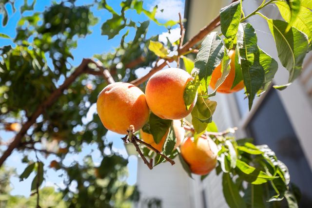 9190 Old State Hwy, Newcastle, CA 95658