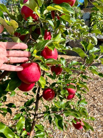 1940 Soda Mountain Road, Ashland, OR 97520