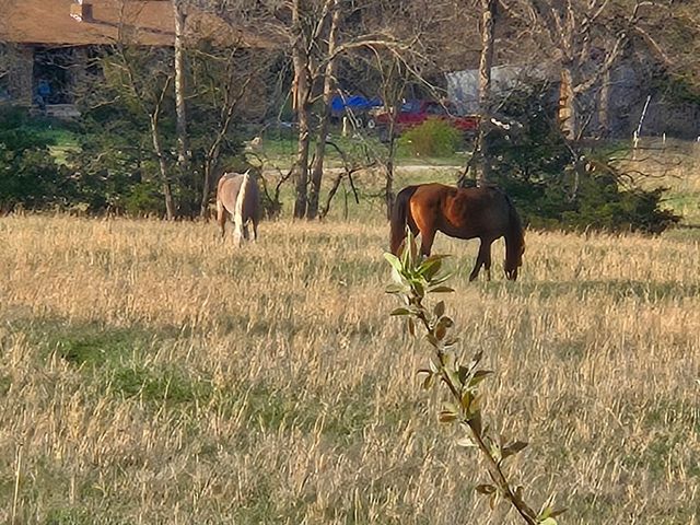 18877 E 1200 Road, Stockton, MO 65785