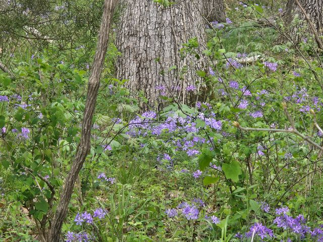 18877 E 1200 Road, Stockton, MO 65785