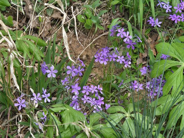 18877 E 1200 Road, Stockton, MO 65785