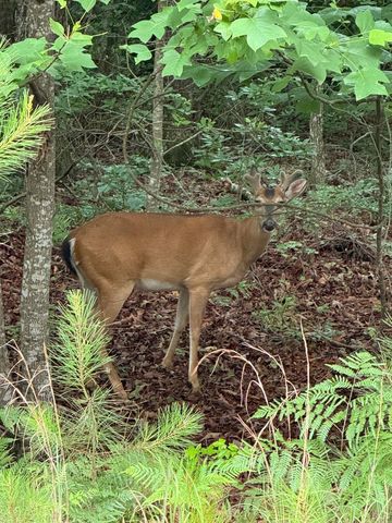 424 N Church Street Street, Santa Rosa Beach, FL 32459
