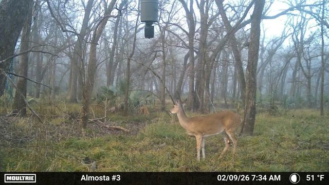 15239 Battle Road, Beasley, TX 77417