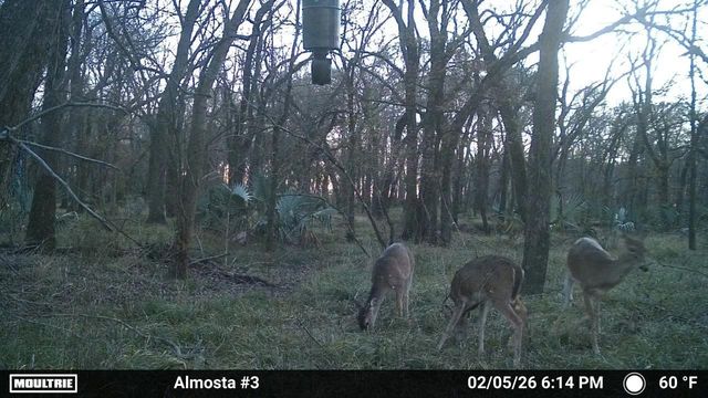 15239 Battle Road, Beasley, TX 77417