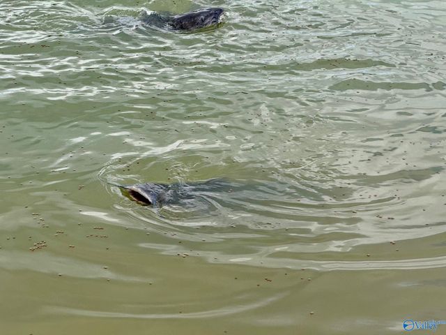 64 N Robinson Road, Hartselle, AL 35640