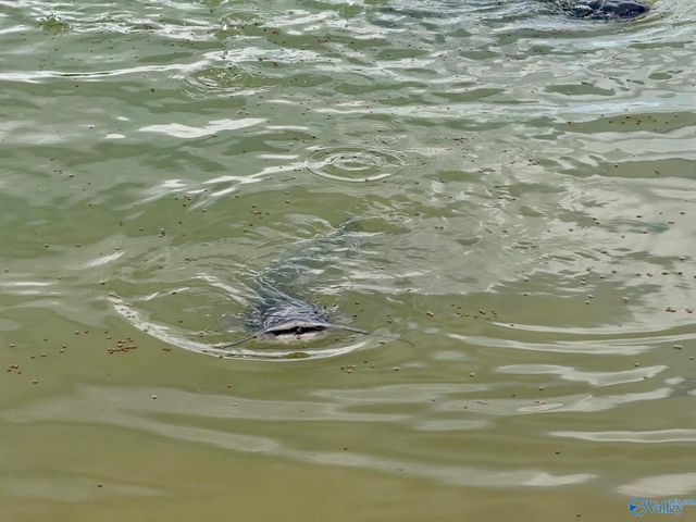 64 N Robinson Road, Hartselle, AL 35640