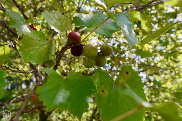 0 CR 324 2, Jonesboro, AR 72401