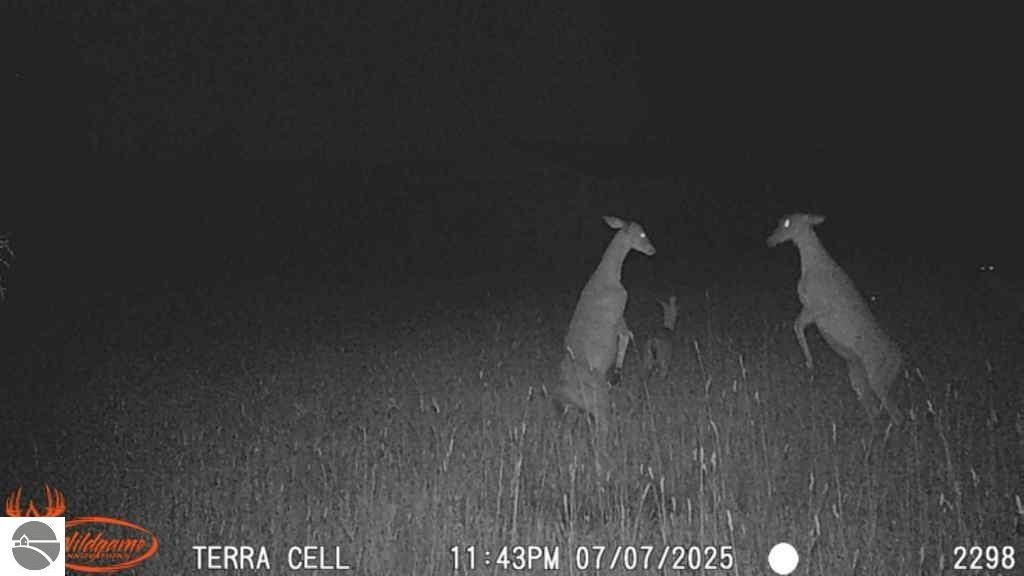 Deer in a field at night, showcasing wildlife activity on hunting property in Coleman, MI.