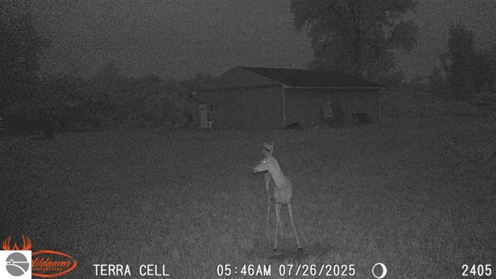 Deer decoy in open field near pole building on hunting property at 2349 N Geneva Road, Coleman, MI.
