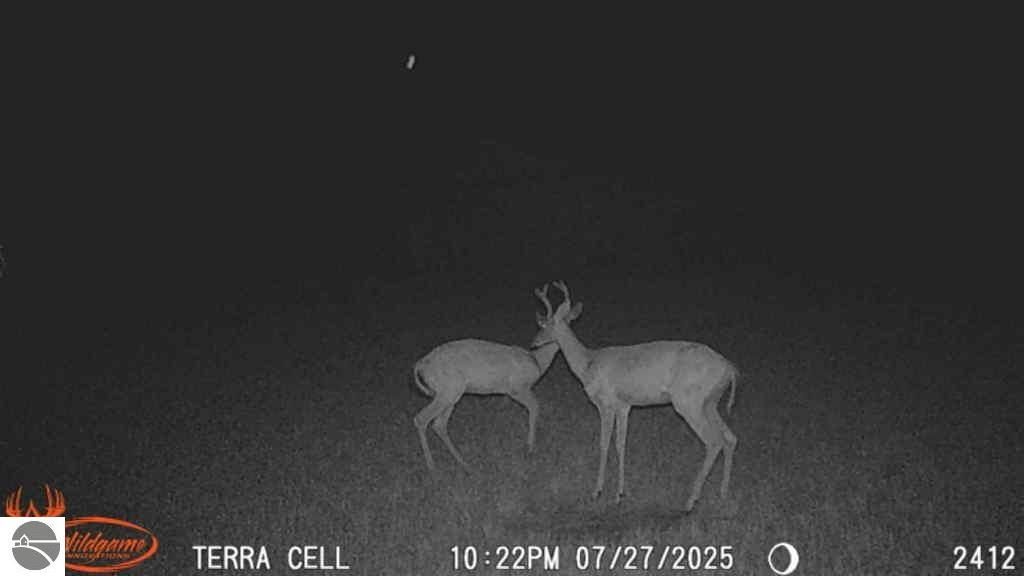 Two deer in a nighttime setting, showcasing wildlife on a hunting property for sale in Coleman, MI, emphasizing the area's suitability for outdoor activities.