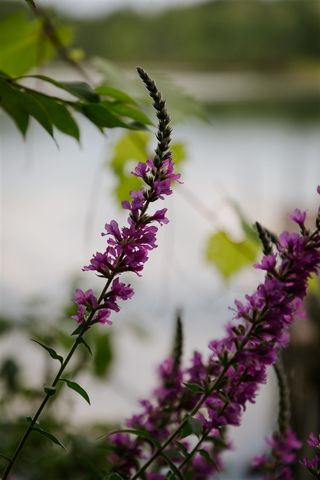 17020 James Drive, Big Rapids, MI 49307