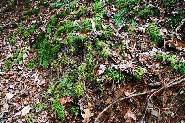 00 Hemlock Road, Ellijay, GA 30540