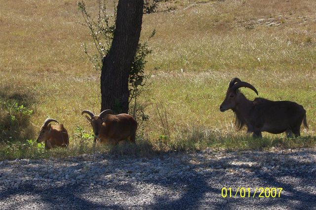 1059 Ranger Ridge Aly, New Braunfels, TX 78132