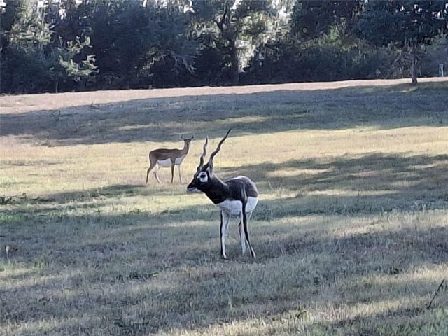 1059 Ranger Ridge Aly, New Braunfels, TX 78132