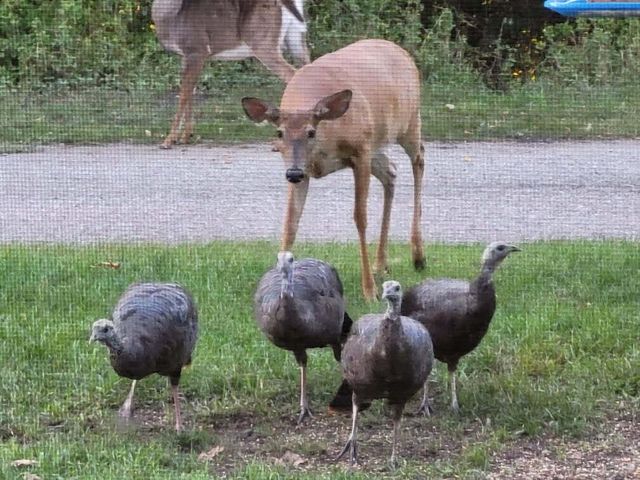 211 Bluff Avenue, Update, MI 49626