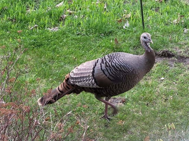 211 Bluff Avenue, Update, MI 49626