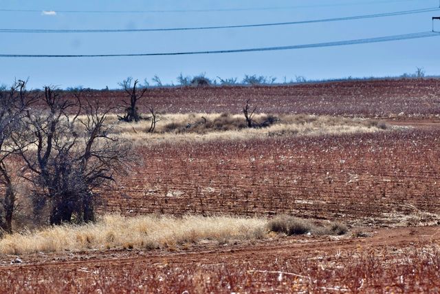 Farm To Market Road 656, Turkey, TX 79261