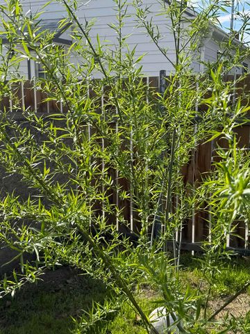 227 E 3rd, Kennewick, WA 99336