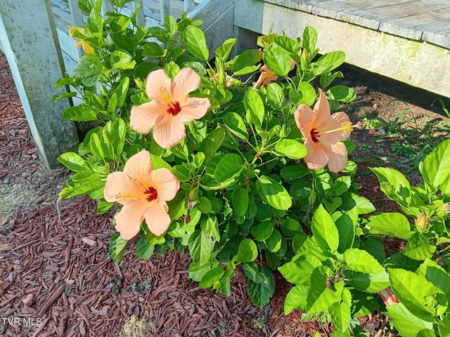 935 Adams Lane, Mooresburg, TN 37811