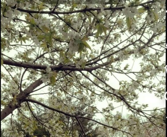 17 Evanston, Emmett Twp, MI 49014