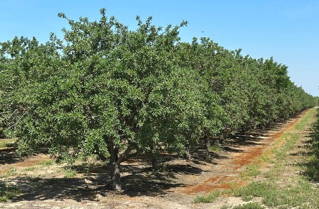 11841 S Hughes Avenue, Caruthers, CA 93609