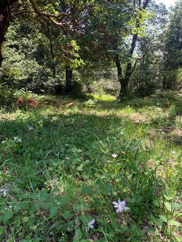 454 & 476 Forest Road, Shelter Cove, CA 95589