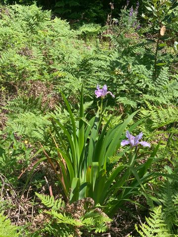 454 & 476 Forest Road, Shelter Cove, CA 95589