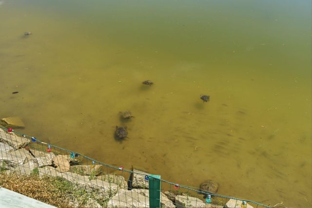 114 Murphy Way, Conway, SC 29526