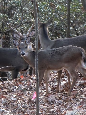 10 Chestnut Ridge Road, Mills River, NC 28759