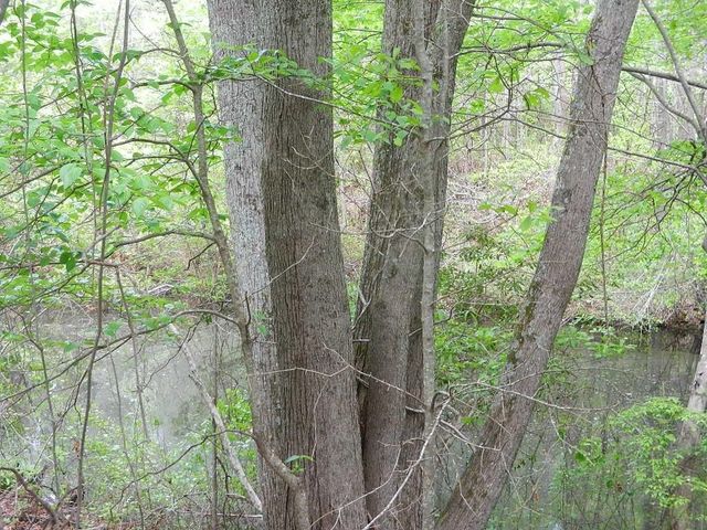 00 Lewis Road, Zebulon, NC 27597