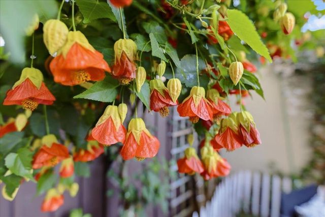 36421 Bendel Terrace, Fremont, CA 94536