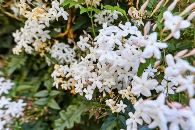 36421 Bendel Terrace, Fremont, CA 94536