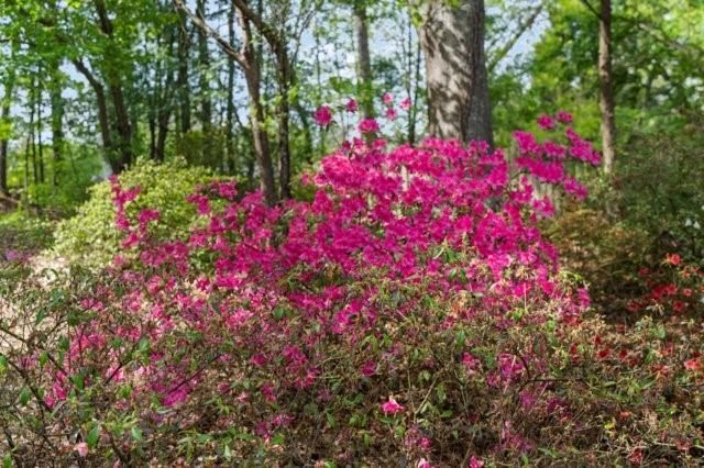 215 Farm Grove Trace, Alpharetta, GA 30004