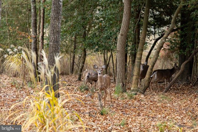 16939 KETCH CT, Lewes, DE 19958