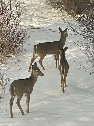 2638 Sweet Sparrow Place, Sun Prairie, WI 53590